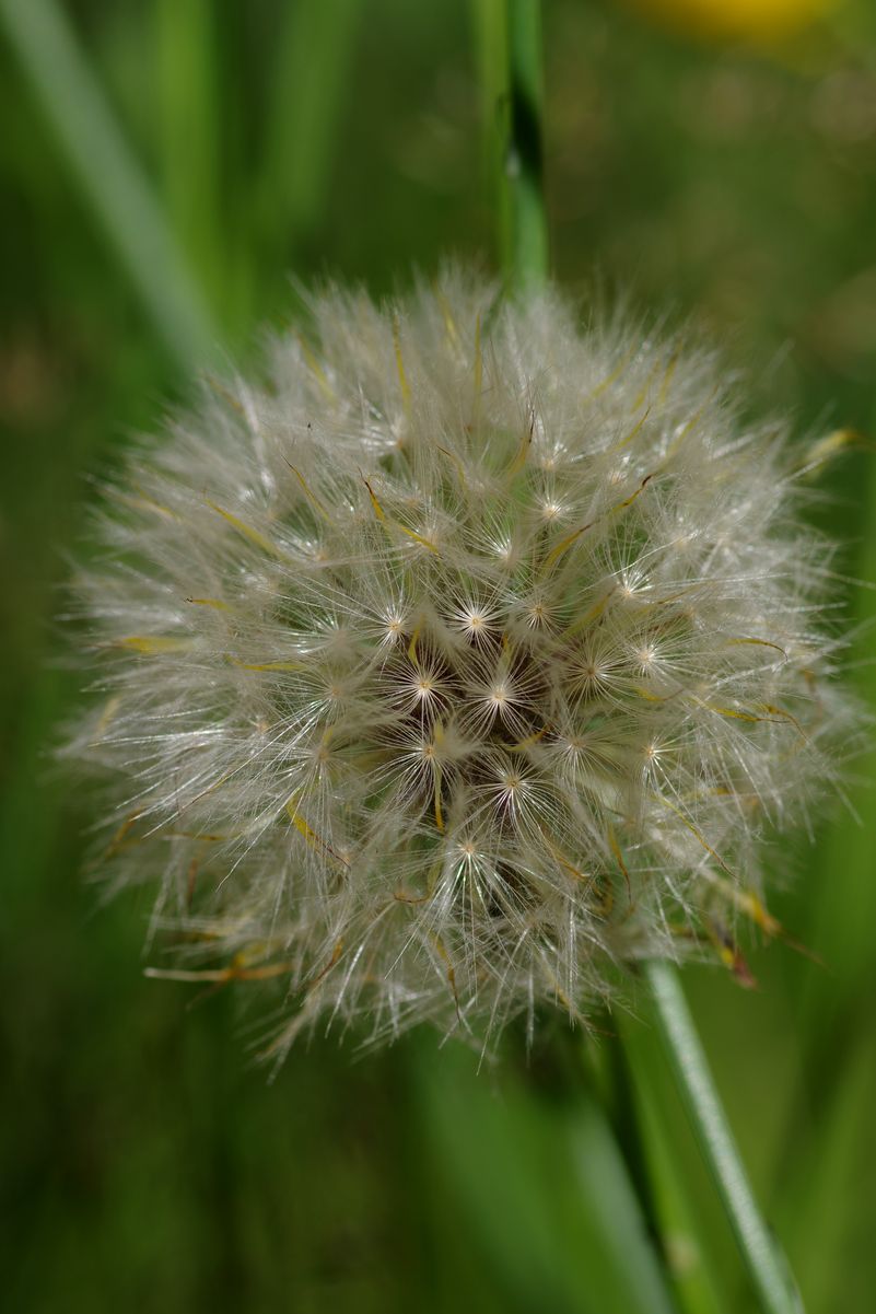 Image of Hypochaeris radicata specimen.