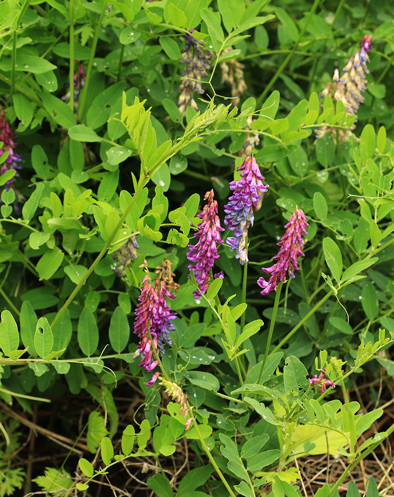 Image of Vicia amurensis specimen.