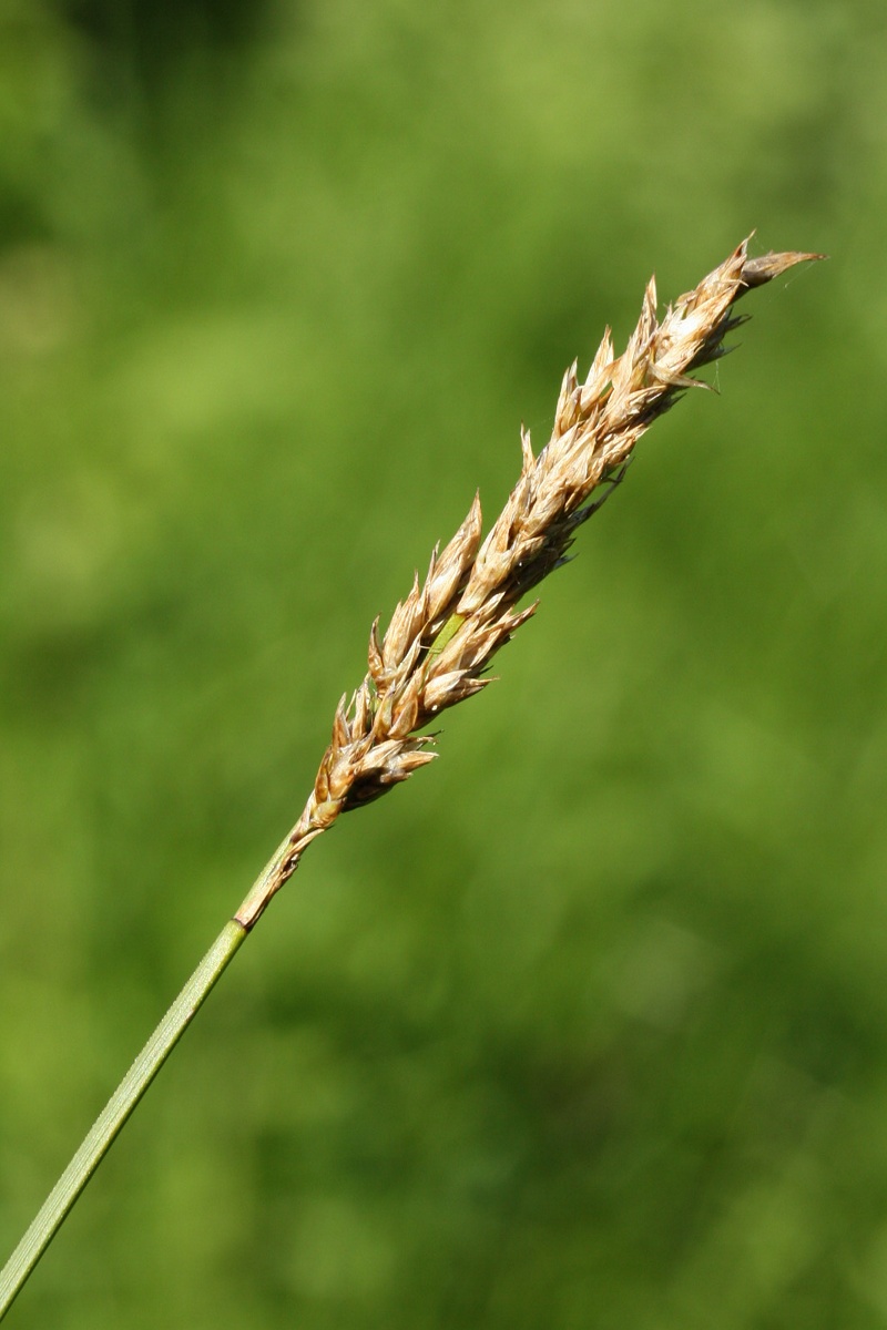 Image of Carex appropinquata specimen.