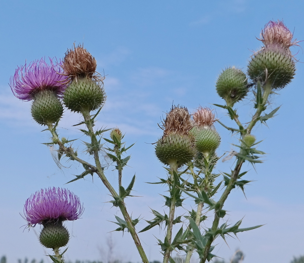 Изображение особи Cirsium serrulatum.