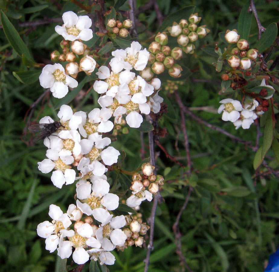 Изображение особи Spiraea lasiocarpa.