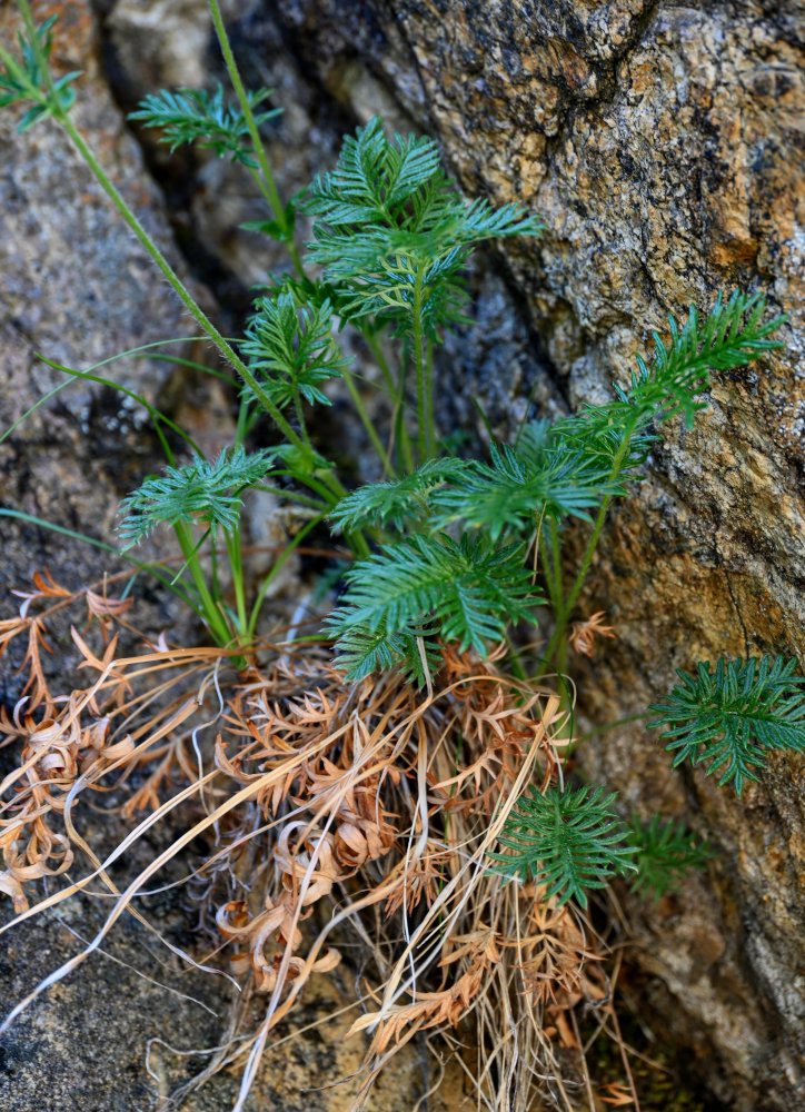 Image of Potentilla czerepninii specimen.