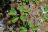 Rubus sanctus. Часть побега. Греция, Метеоры, заросли кустарников у дороги. 08.06.2009.