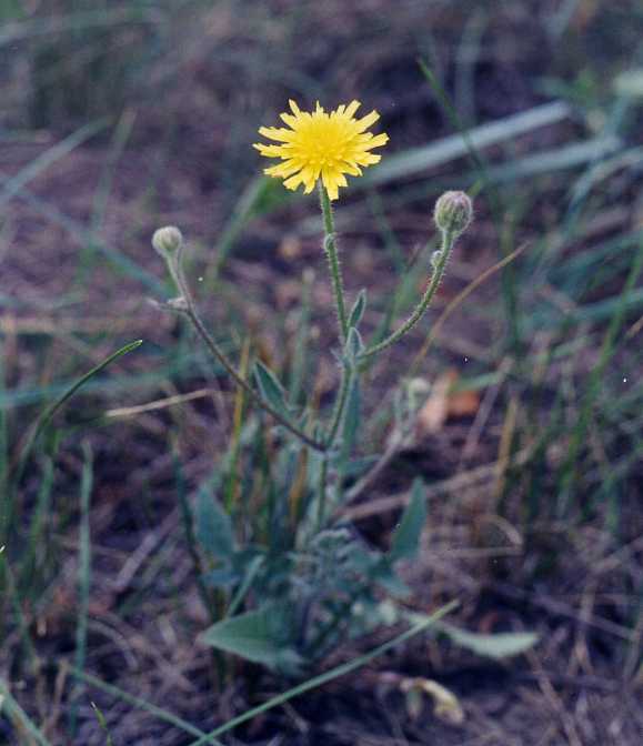 Изображение особи Crepis foetida.