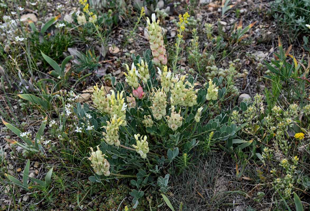 Изображение особи Astragalus calycinus.