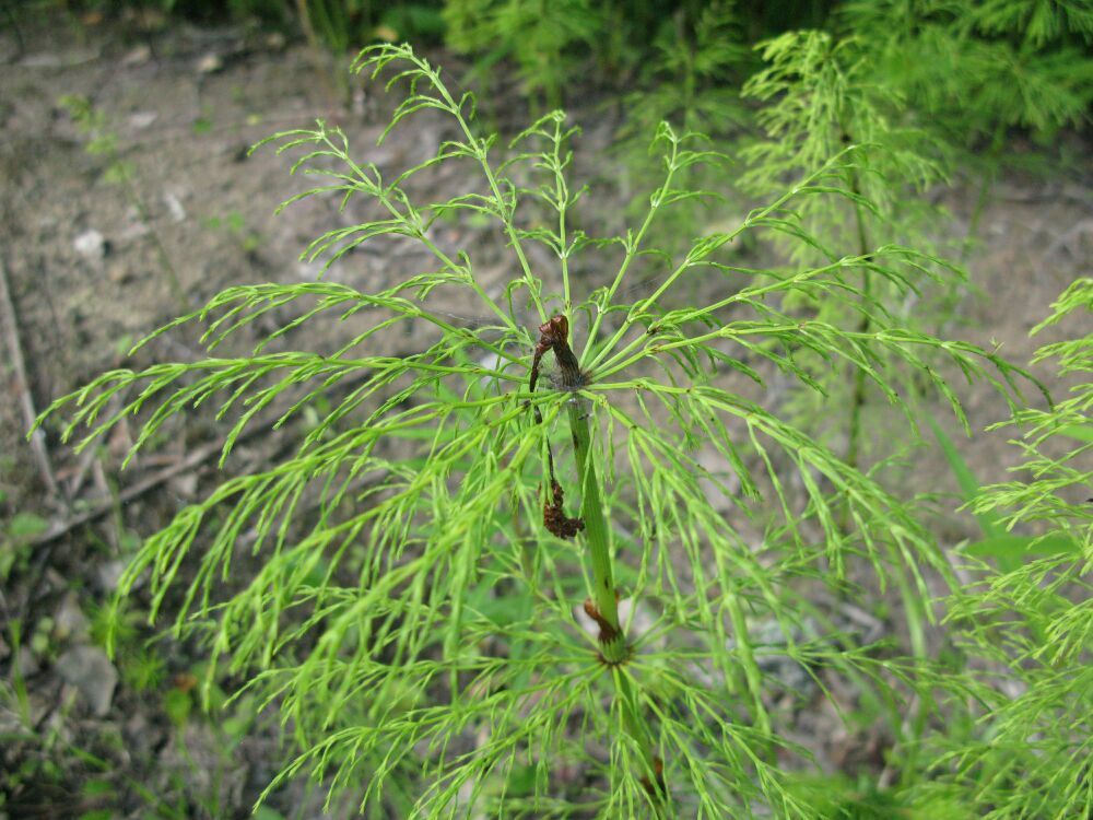 Image of Equisetum sylvaticum specimen.