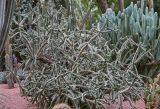 Cylindropuntia imbricata. Вегетирующее растение. Марокко, обл. Марракеш - Сафи, г. Марракеш, в культуре. 31.12.2022.