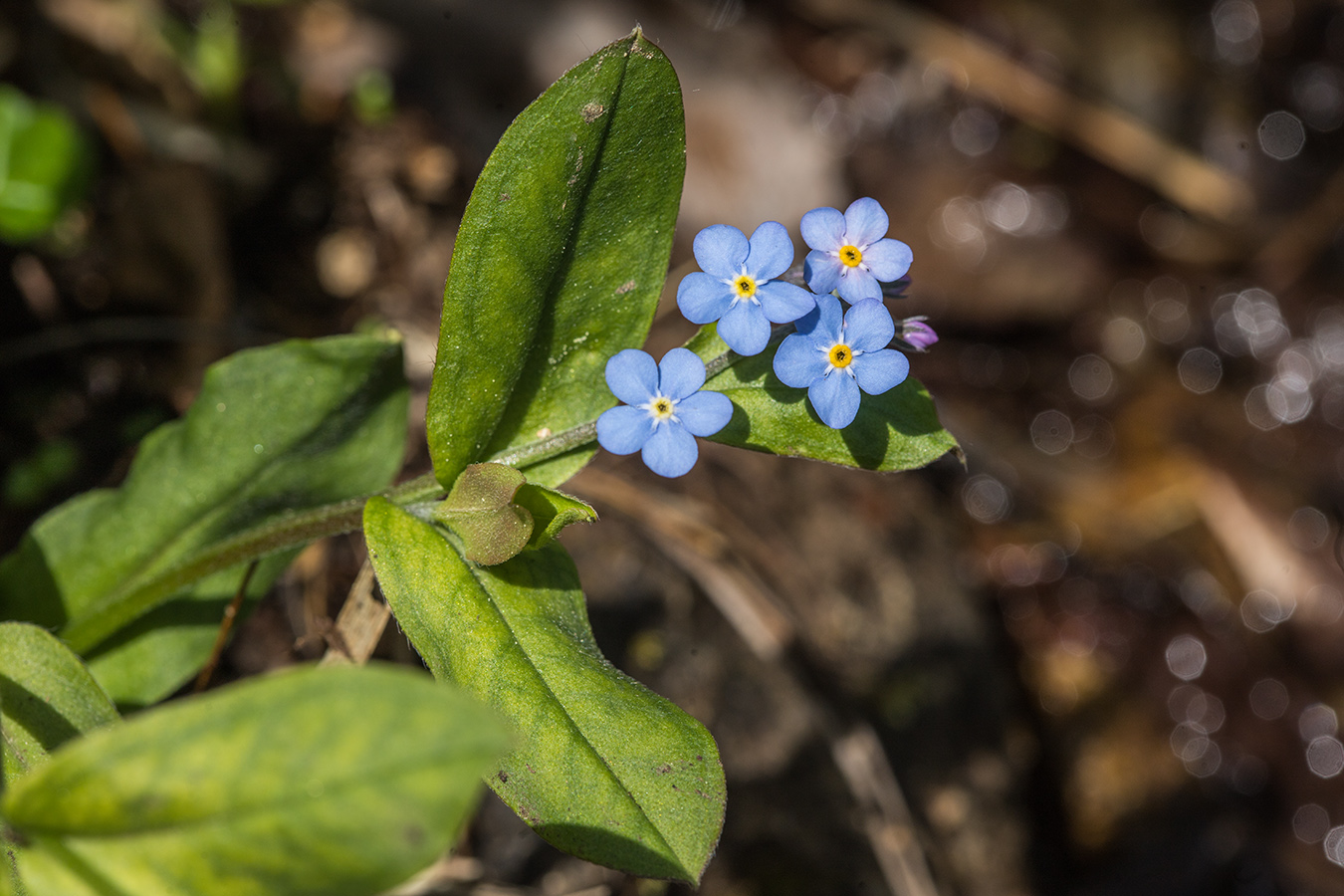 Изображение особи Myosotis alpestris.