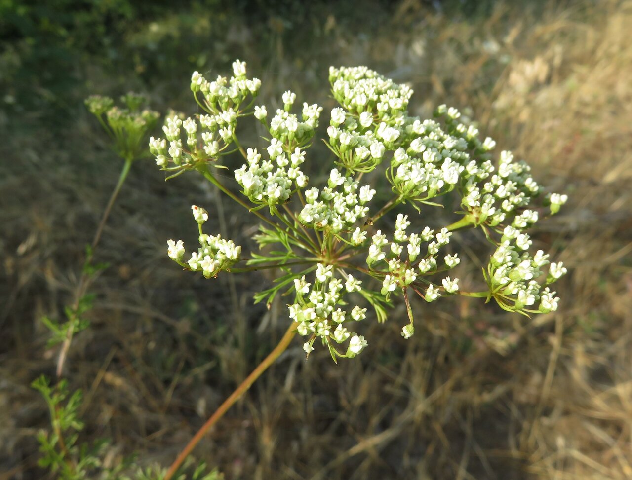 Изображение особи Stefanoffia daucoides.