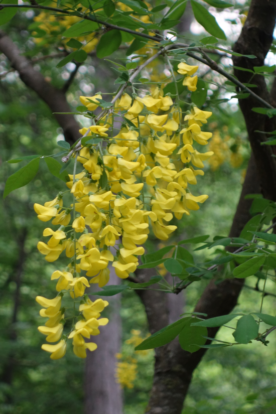 Image of Laburnum anagyroides specimen.