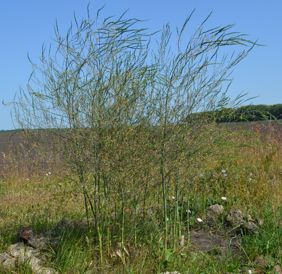 Изображение особи Asparagus officinalis.