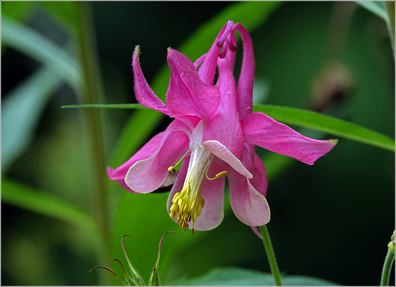 Изображение особи Aquilegia vulgaris.