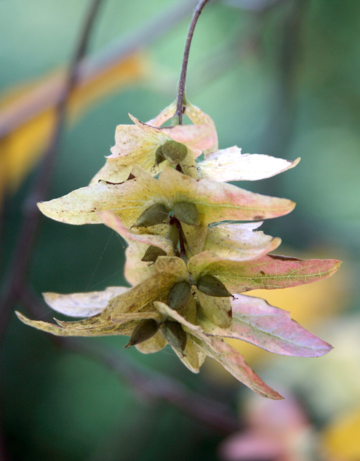 Image of Carpinus caroliniana specimen.