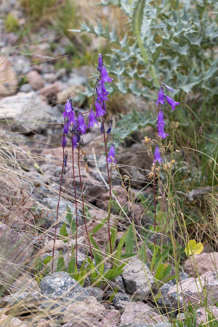 Image of Campanula sarmatica specimen.