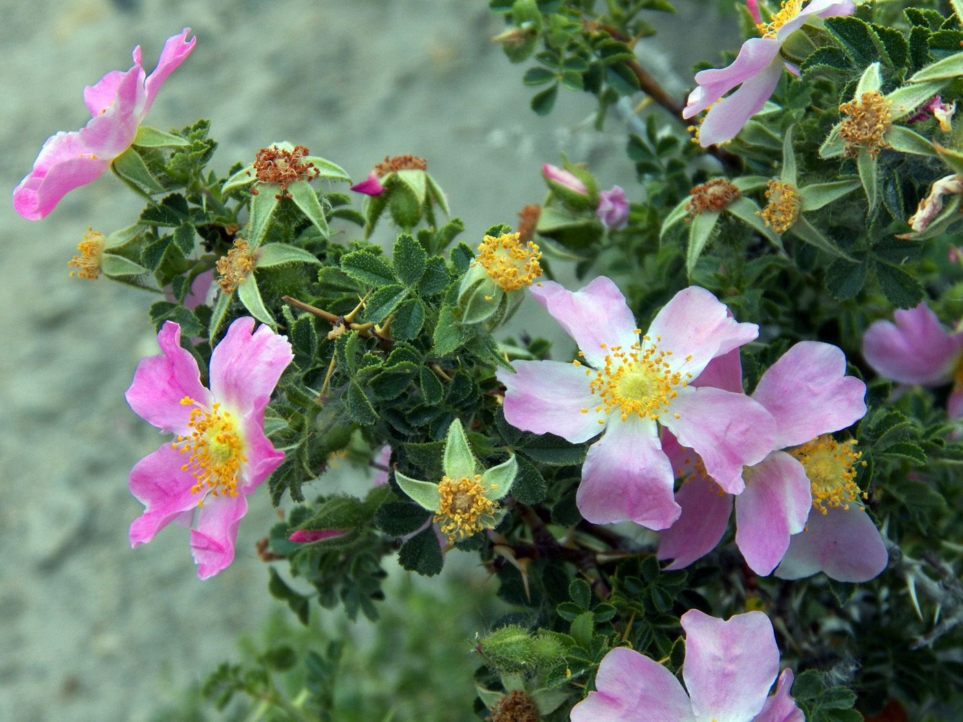 Image of Rosa korschinskiana specimen.