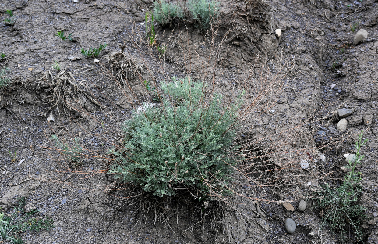 Image of genus Artemisia specimen.