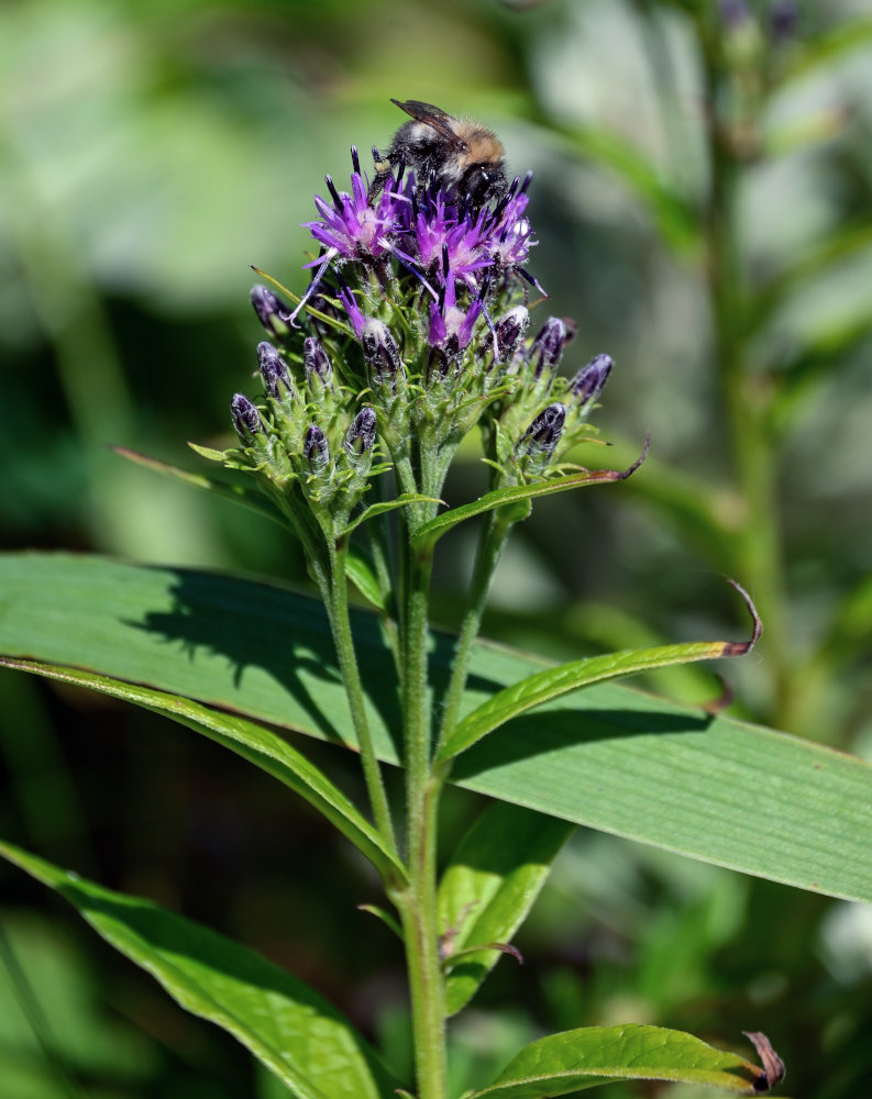 Изображение особи Saussurea sachalinensis.