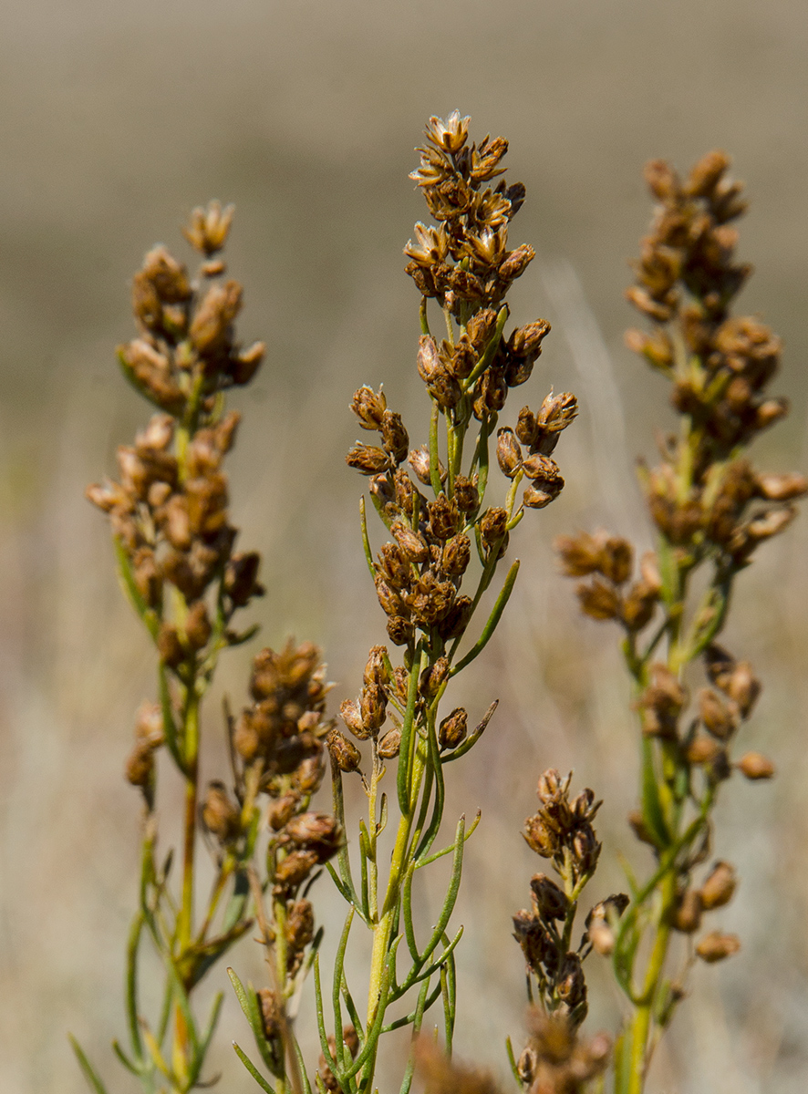 Изображение особи Artemisia salsoloides.