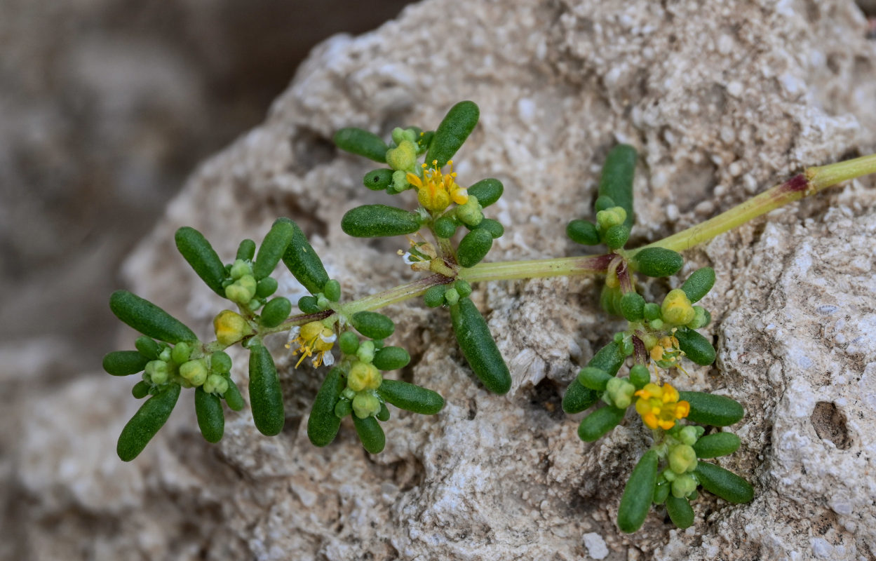 Image of Tetraena simplex specimen.