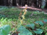 Смотреть изображение Veronica officinalis