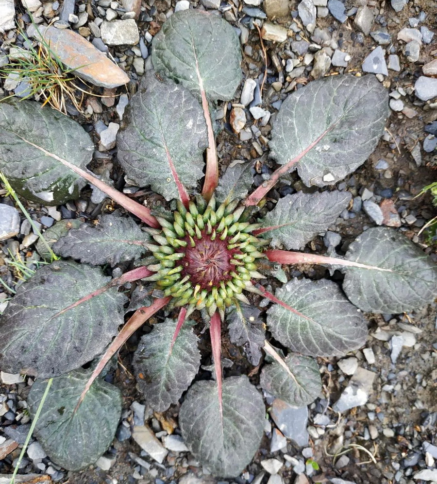 Изображение особи Jurinella moschus.