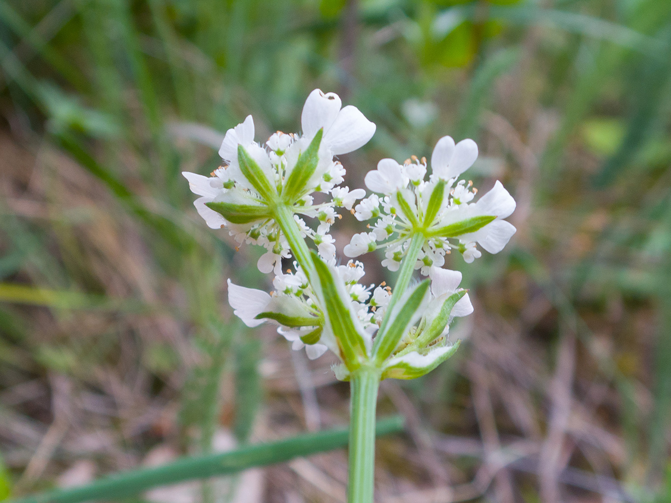 Изображение особи Orlaya daucoides.