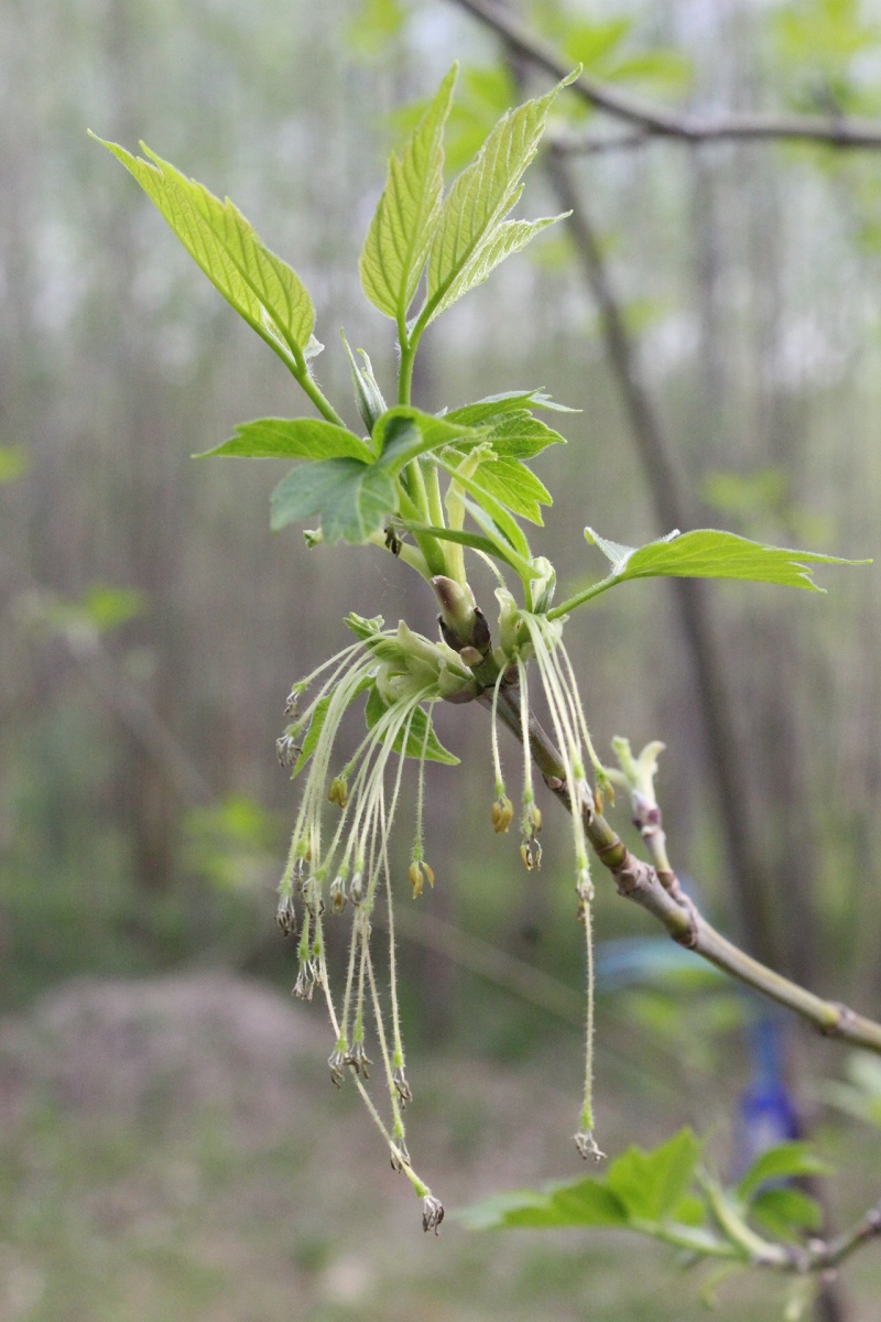 Image of Acer negundo specimen.