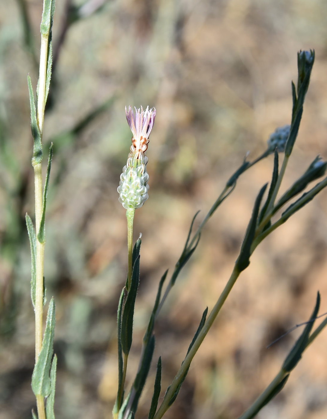 Изображение особи Hyalea pulchella.