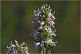 Betonica officinalis