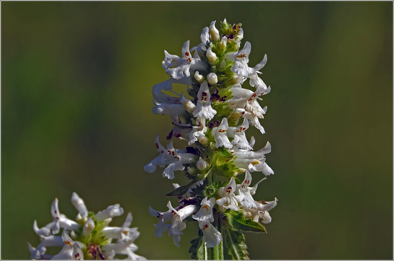 Изображение особи Betonica officinalis.