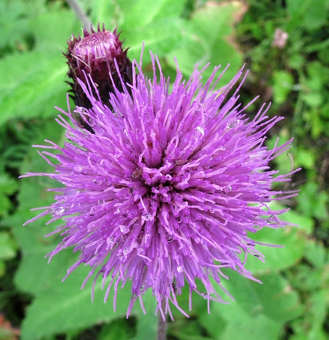 Image of Cirsium helenioides specimen.