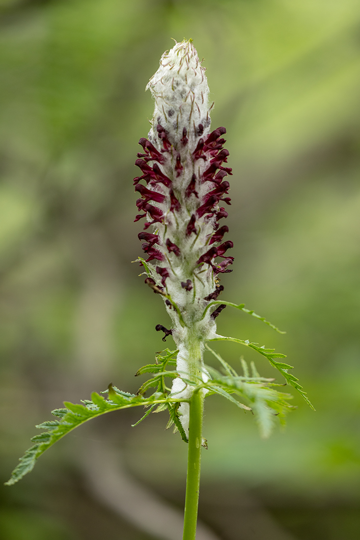 Изображение особи Pedicularis atropurpurea.