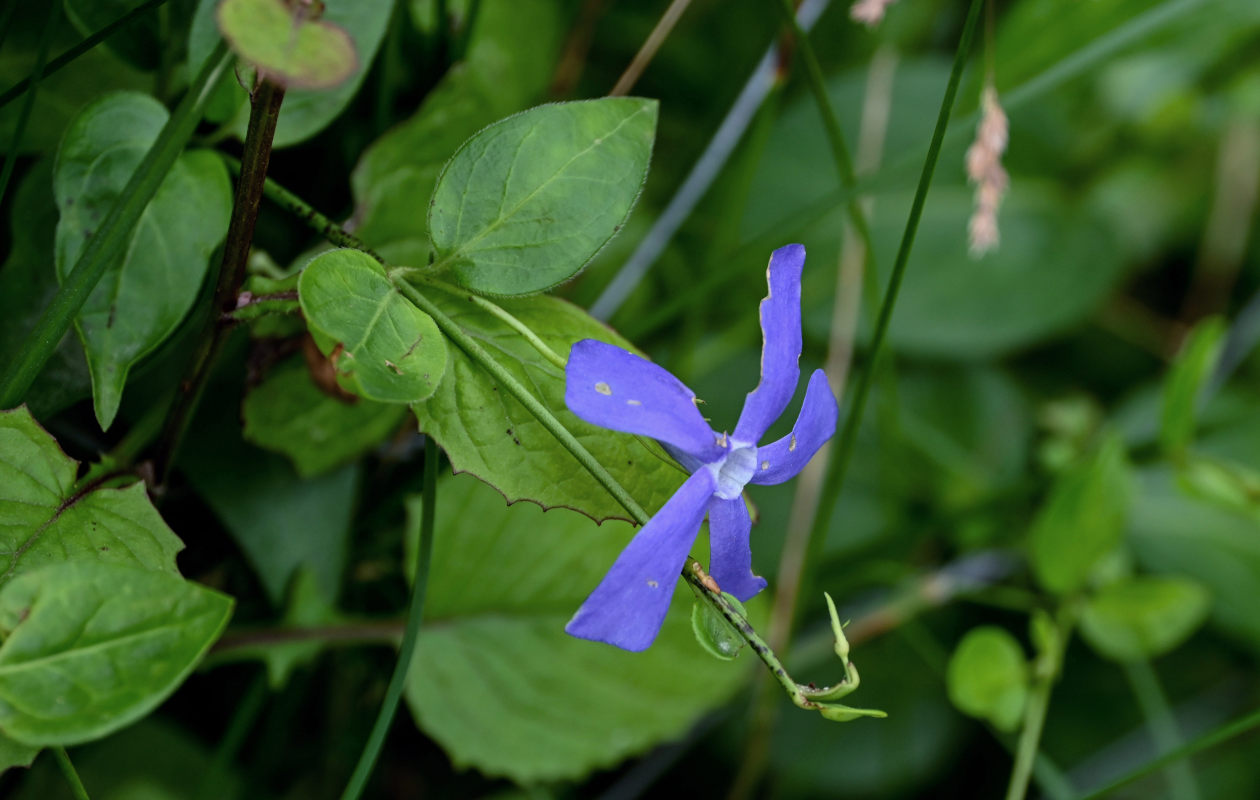 Изображение особи Vinca pubescens.