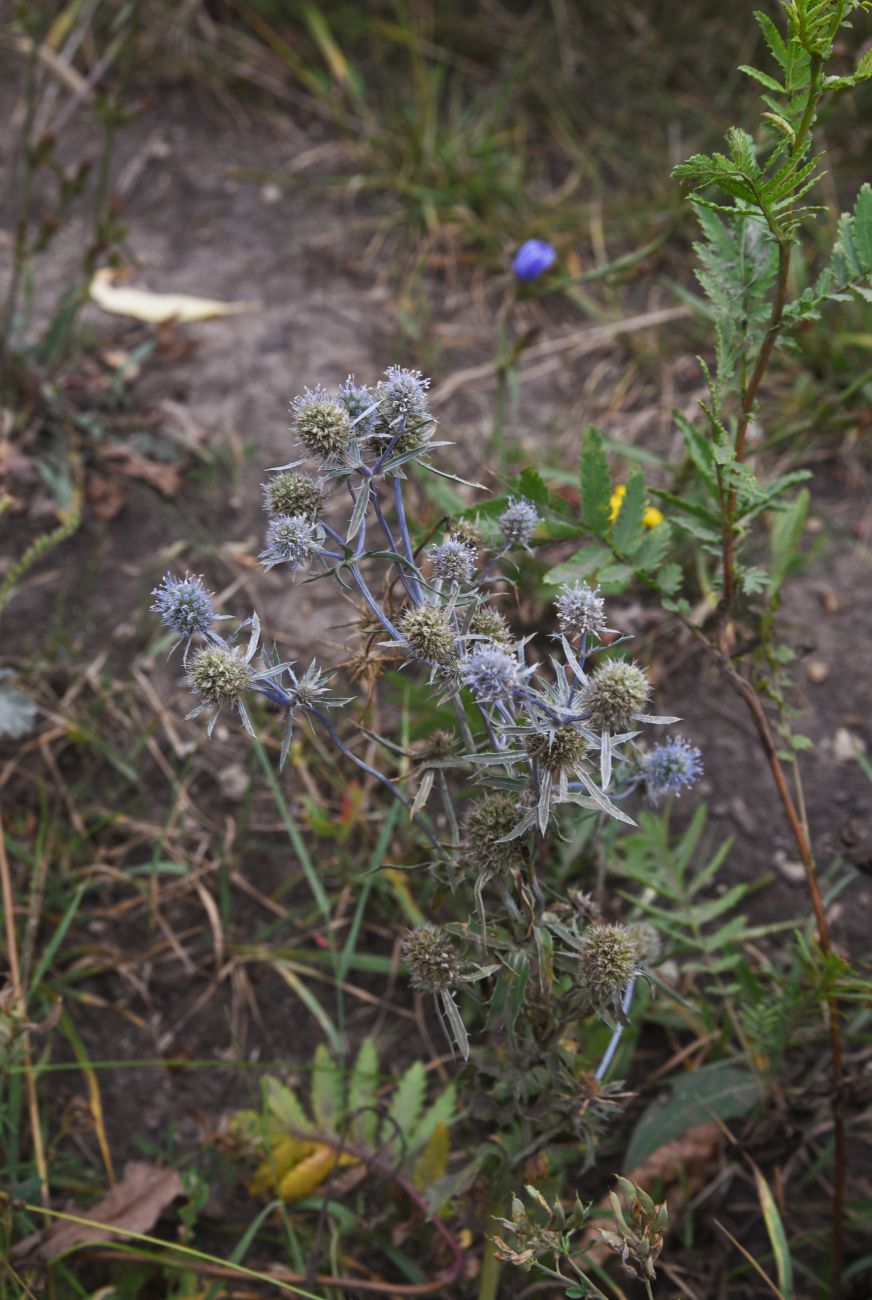 Изображение особи Eryngium planum.