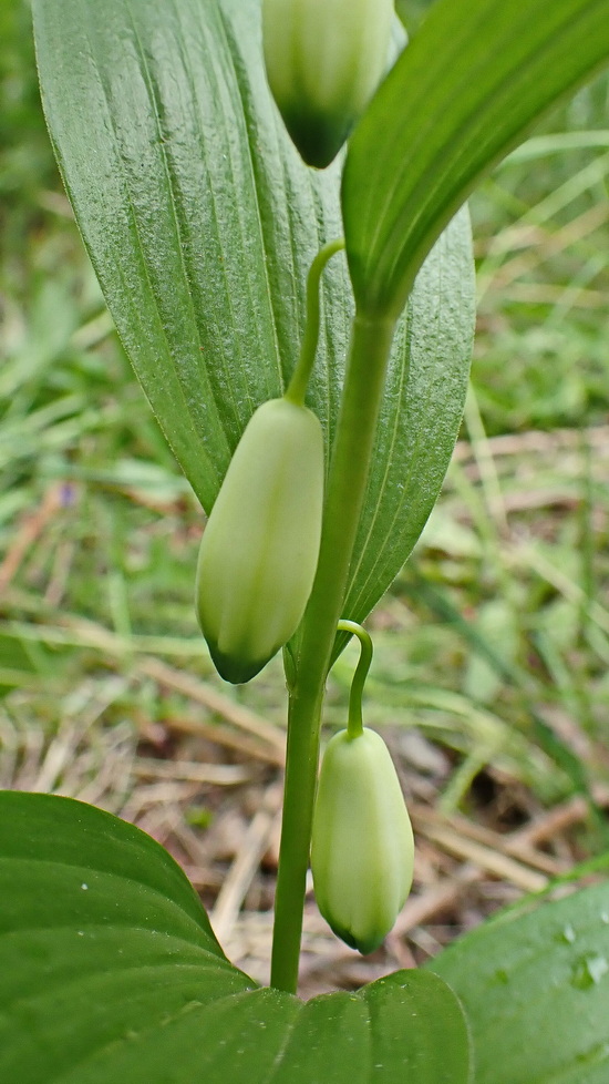 Image of Polygonatum humile specimen.