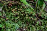 Marchantia polymorpha. Талломы с женскими подставками. Московская обл., окр. г. Железнодорожный, долина р. Чёрная, опушка смешанного леса. 26.08.2024.