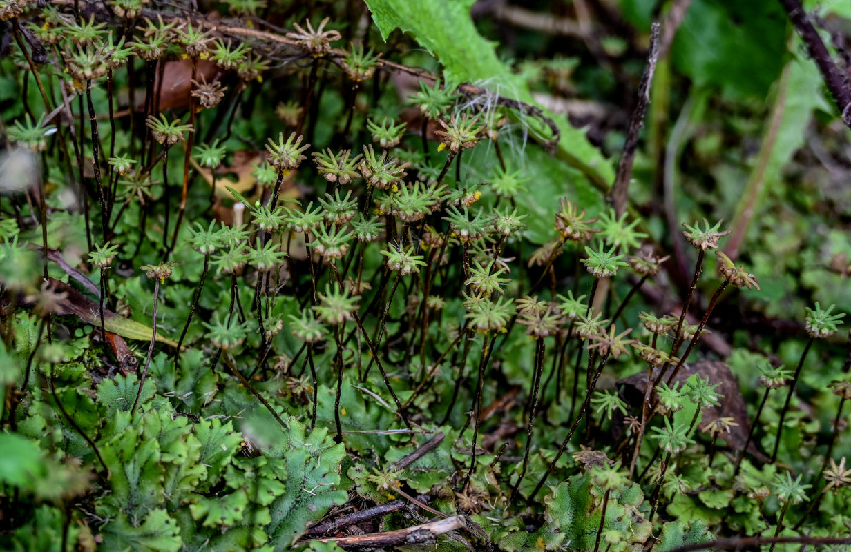 Изображение особи Marchantia polymorpha.