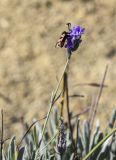 Lavandula latifolia. Верхушка побега с соцветием с сидящим насекомым. Испания, автономное сообщество Каталония, провинция Жирона, комарка Сельва, муниципалитет Сускеда, перевал Майа (Coll de Malla), 1010 м н.у.м, сложенный мергелями холм. 16.10.2024.