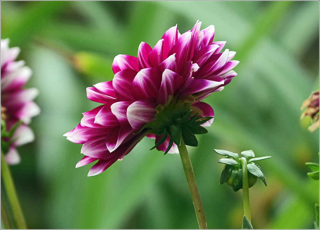 Image of Dahlia &times; cultorum specimen.