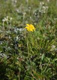 Anthemis подвид pectinata