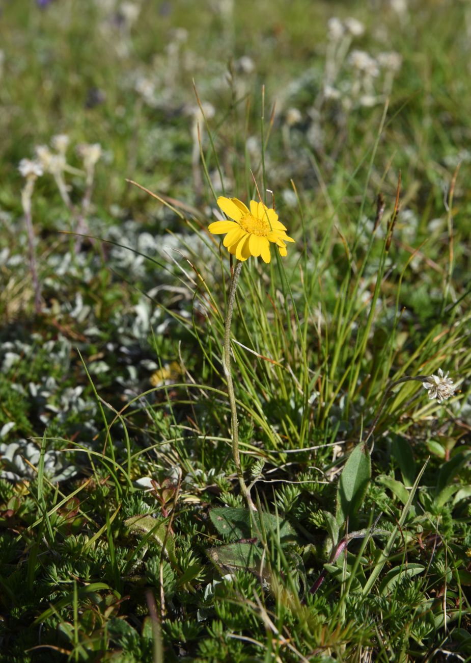 Image of Anthemis marschalliana ssp. pectinata specimen.