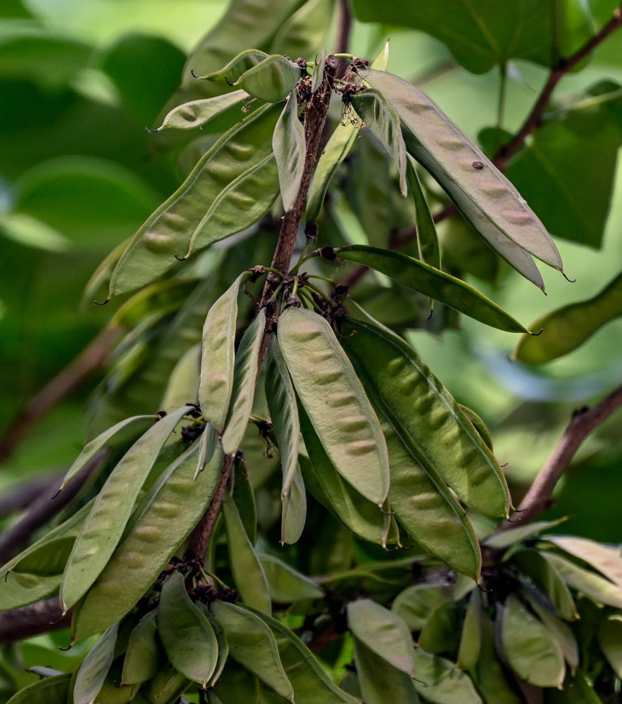 Image of Cercis chinensis specimen.