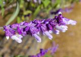 Salvia leucantha. Верхушка соцветия. Испания, автономное сообщество Каталония, провинция Жирона, комарка Баш-Эмпорда, муниципалитет Палафружель, ботанический сад \"Кап-Роч\". 27.10.2024.