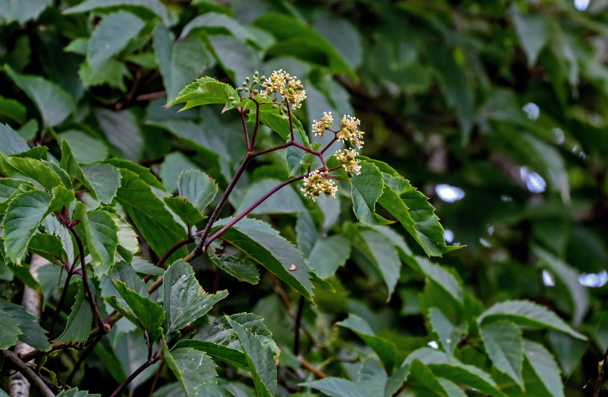 Image of Parthenocissus quinquefolia specimen.