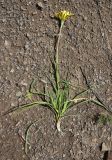 Tragopogon filifolius. Оборванный цветущий побег. Чечня, Шаройский р-н, 1 км к востоку от ур. Хиндушты, мелкозёмистая осыпь. 1 июля 2024 г.