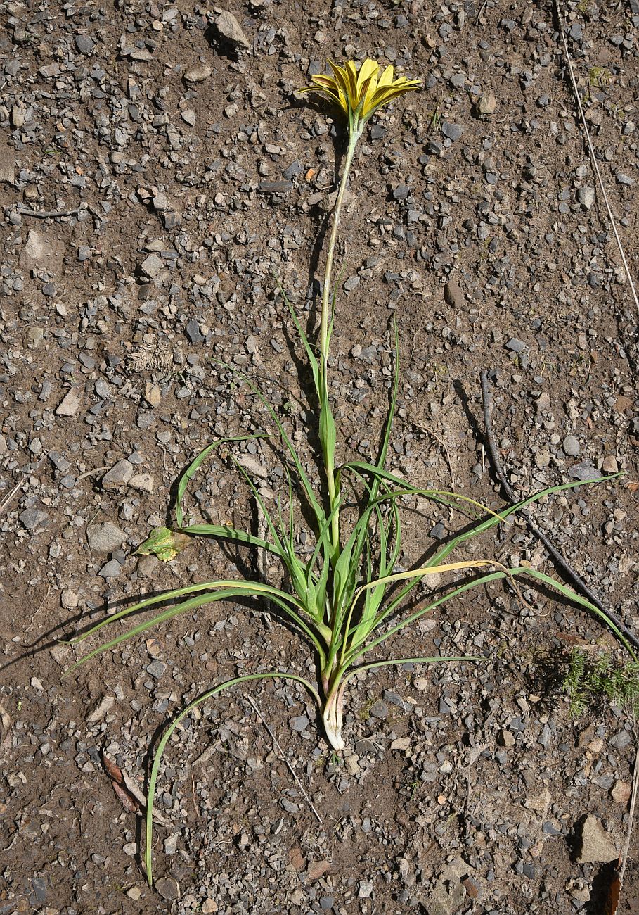 Image of Tragopogon filifolius specimen.