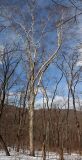 Смотреть изображение Betula costata
