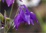 Aquilegia vulgaris. Цветок с каплями росы и бутоны. Московская обл., Раменский р-н, окр. дер. Хрипань, садовый участок. 04.06.2024.