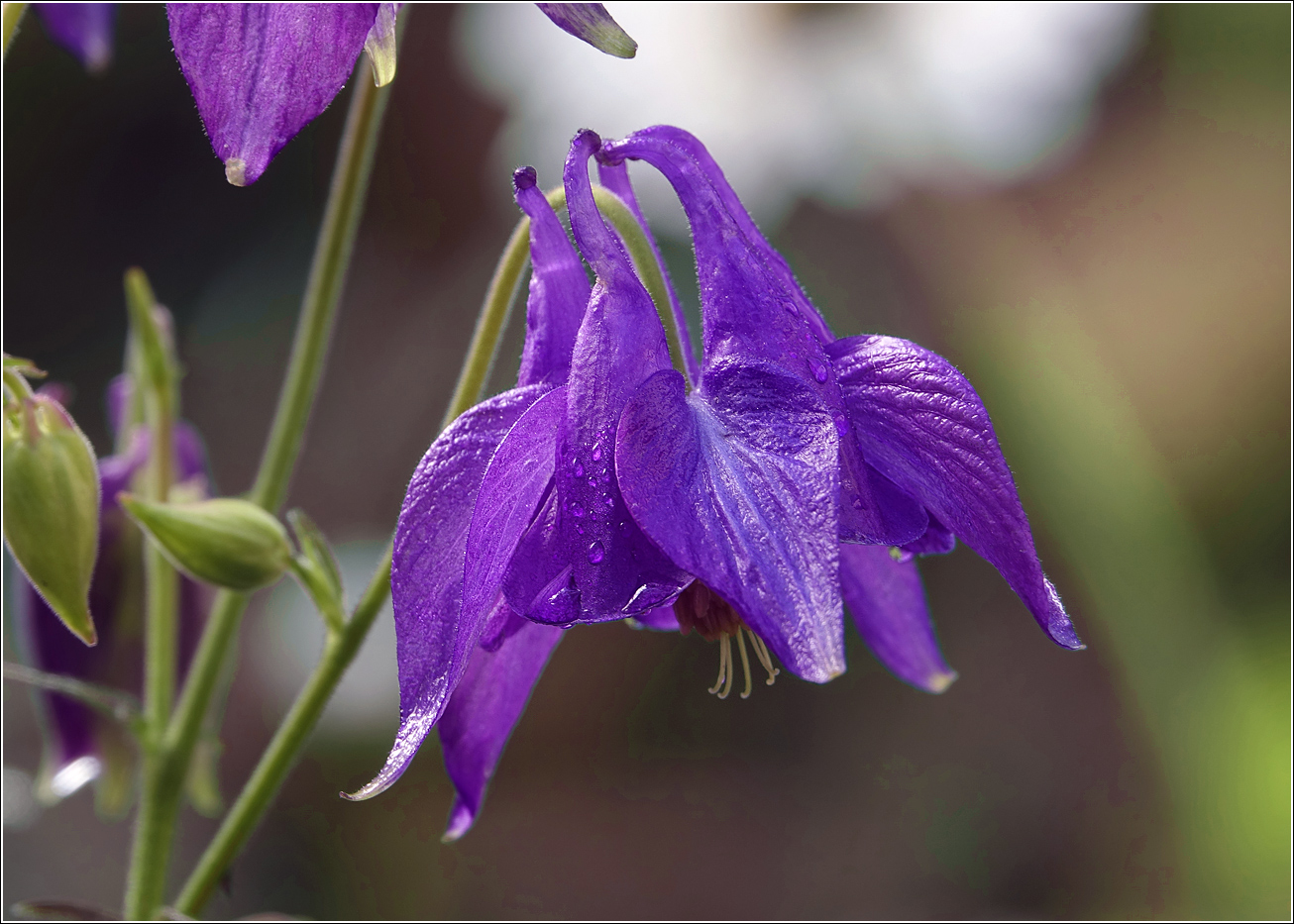 Image of Aquilegia vulgaris specimen.