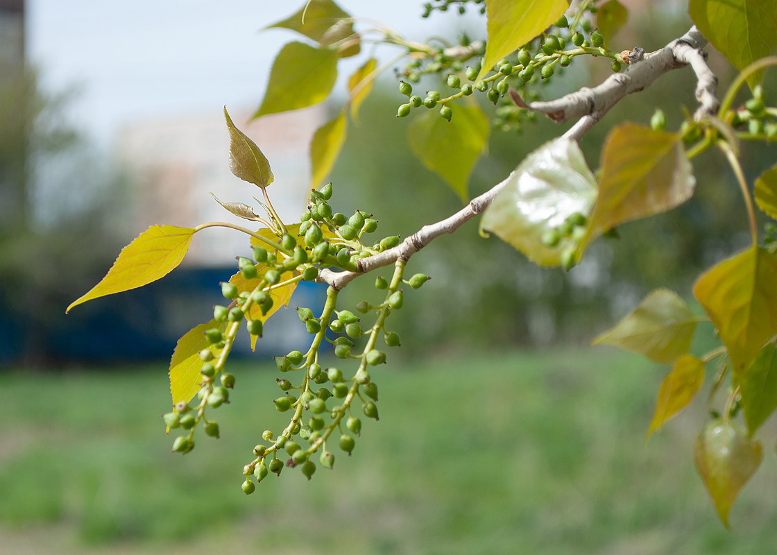 Image of Populus nigra specimen.
